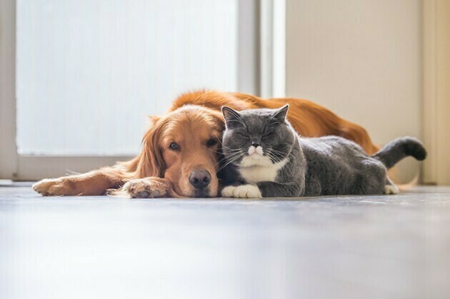 Golden retriever and British short hair cat | McSwain Carpet & Floors