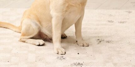 Dog stained on a carpet | McSwain Carpet & Floors